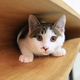 Image for article titled This Sleek Table Is Hiding a Playground For Cats